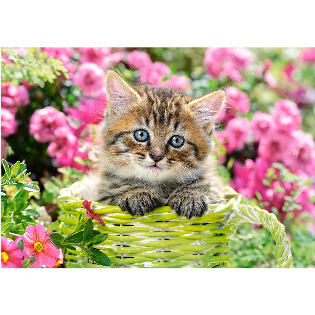 Katt i blomsterhav