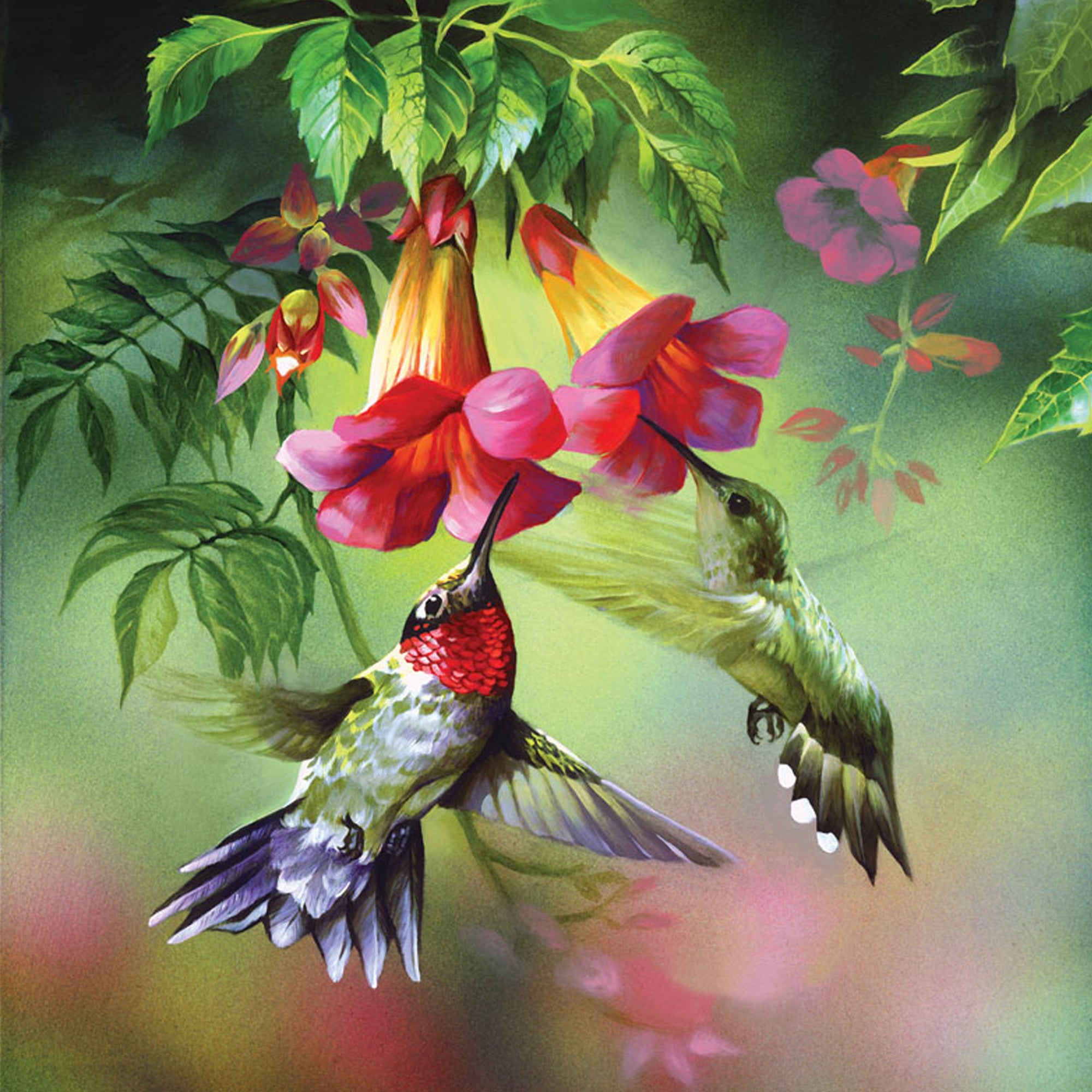 Summer hummer vackrapussel